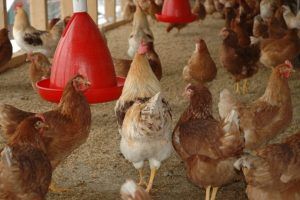adopter poules