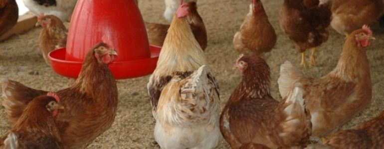 adopter poules