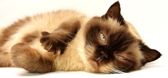 distributeur de croquettes pour chat