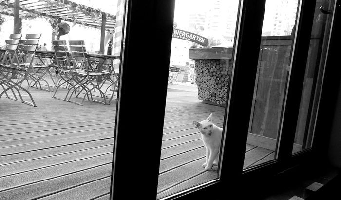 chatière électronique