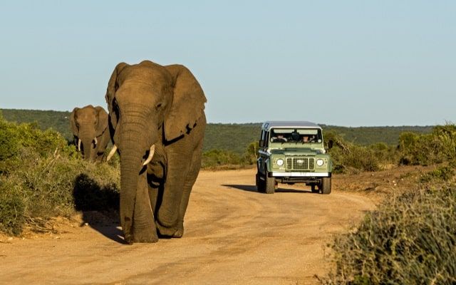 safari