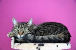 economiser-accessoires-chats