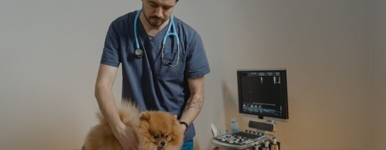 vétérinaire chien