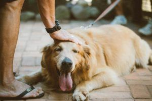 un golden retriever